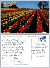Oregon Willamette Valley Tulip Farm Postcard 1997 Smith-Western Chrome picture