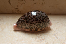 Cypraea pantherina GEM wow color 90 mm F++++ red sea shell super natural glossy picture