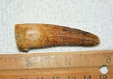 2 INCH LONG SPINOSAURUS TOOTH DINOSAUR REAL FOSSIL SPINOSAUR JURASSIC WORLD NICE picture