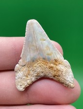 Blue Spotted 1.51” Angustiden Shark Tooth Fossil Megalodon Family picture
