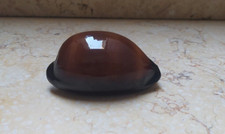 F cypraea exusta dark rare red sea shell GEM 66.1mm F++++ super natural glossy picture