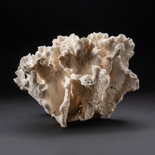 Genuine Lettuce Coral (7.8 lbs) picture