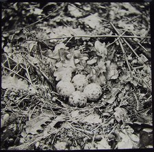 Glass Magic Lantern Slide WOODCOCKS NEST  C1890 PHOTO BIRDS  picture