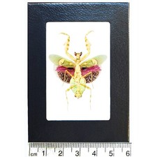 Creobroter gemmatus VERSO pink green praying mantis female Indonesia picture