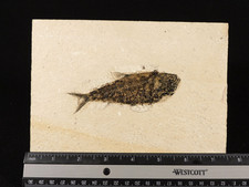 49 Million Year Old Knightia FISH Fossil From Fossil LAKE Wyoming 453gr picture