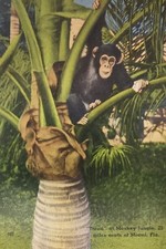 Treed At Monkey Jungle Postcard Circa 1954 picture