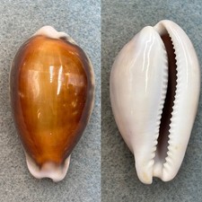 #7 Cypraea spadicea 49.7mm F++ California California picture