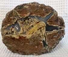  Oregon Cut Polished Priday Thunder Egg Half With Moss Like Inclusions, Nice  picture