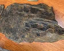 Incredibly rare med dorsal plate Placoderm armor - Arthrodira - Dunkleosteus sp picture