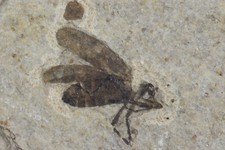 March Fly, Crane Fly, Larvae, Lindgren Quarry, Wyoming picture