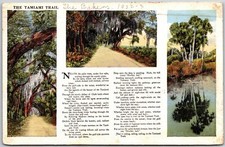 1920's The Tamiami Trail Florida FL Pathway Through Oak Trees Posted Postcard picture