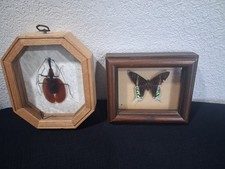 Pair of Vintage Framed Insect Taxidermy Madagascan Sunset Moth, Violin Beetle picture