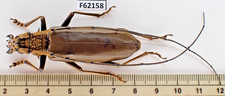 F62158. Unmounted insects, Cerambycidae sp. Vietnam North picture