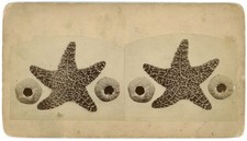 KANSAS STEREOVIEW - Abilene - Star Fish & Sea Urchins - 1880s/90s VERY RARE picture