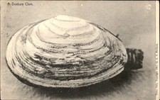 Duxbury Clam A. S. Burbank c1900s-10s Vintage Postcard picture
