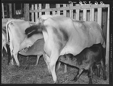 Photo:Indiana Wabash Farms Dairy Barn Cows and Calves 1900s picture