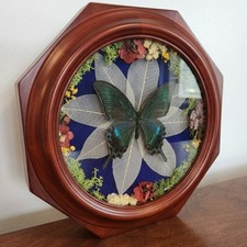 Real Butterfly Taxidermy - Upcycled Vintage Clock Shadowbox Convex Bubble Glass picture
