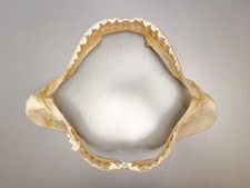 Large 16β Tiger Shark Jaw Clean Educational Taxidermy Set Jaws Natural Teeth picture