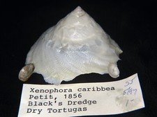 XENOPHORA CARIBAEA:CURRENTLY THE ONLY ONE ON EBAY @ 57.35MM w/ORIGINAL ID LABEL picture