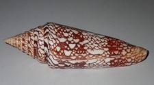 135 mm GREAT HUGE Conus Milneedwardsi Cone Seashell #AN1 From Kerala Island RARE picture