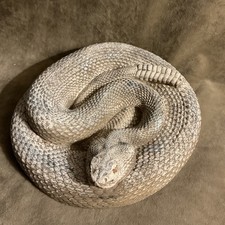 Rare ‘40s Welch novelty Company San Angelo Texas coiled rattlesnake ashtray/dish picture