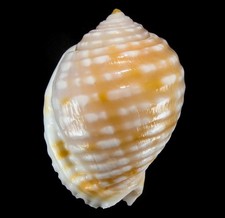 SEASHELL - Malea pomum - BIG 71.1MM, VIETNAM picture