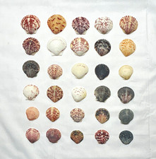 Lot of  30 Assorted Small Scallop Seashells in Assorted Colors, Seashell Lot picture