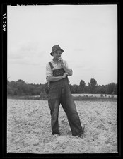 Photo:Pittsylvania County Virginia 1940 tenant farmer in tobacco field picture