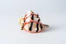 Brassica Murex Phyllonotus erythrostomu Hermit Crab Sea Shell 3