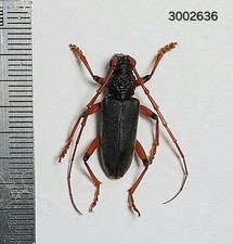 Cerambycidae sp. A1 #2636 NORTH THAILAND picture