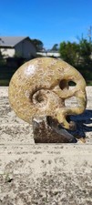 1.8lb Rare Yellow Polished Stone Ammonite Fossil Skull Carving Pattern Specimen picture