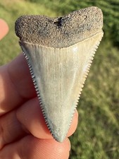 Rare NC River Great White Shark Tooth Fossil  picture