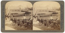 CHICAGO STEREOVIEW - Washington Park Gardens - Underwood c1903 picture