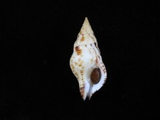 Sea shell Euthria calypso 53.9mm ID#8932 picture