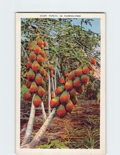 Postcard Giant Papaya in Florida USA North America picture
