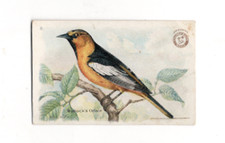 1918 J6 #8 Bullock's Oriole, Useful Birds of America 2nd Series, Large Size picture