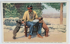 Vintage Grand Canyon AZ Arizona Native American Bear Cubs Mascots Postcard picture