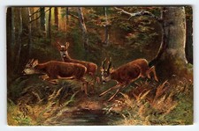 Signed Muller 1903 Artist Postcard Featuring Deer in Forest Scene picture