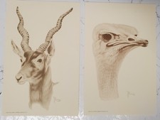 Lot Of 2 Vintage 1977 P. Harvey Buena Vista Exotic Animal Park Postcards picture