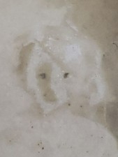 Title: RARE Antique Victorian Eerie Found Photo - Creepy Eyes Ghost Child & Dog picture