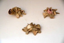 1 Specimen Xenophora japonica - ( Carrier Shell ) - 1 3/4
