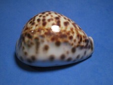 Cypraea tigris (Linnaeus,1758)  