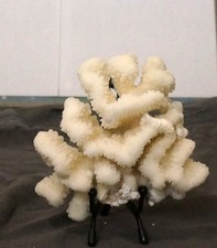 Small Piece Of Natural Coral. 4 by 6 inches picture