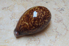 F Cypraea pantherina nice color red sea shell natural glossy F++++F+++ 92.5mm picture