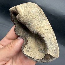 HIGH QUALITY CETACEAN EARBONE FOSSIL MARINE MAMMAL GIANT SARASOTA Co. FL picture