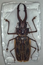 MACRODONTIA CERVICORNIS XXL 148.5MM A1 picture