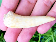 2 INCH LONG ENCHODUS TOOTH REAL FOSSIL EXTINCT FANG GIANT FISH SHARK NICE RELIC picture