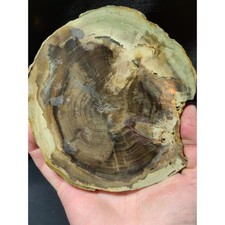 Zimbabwe Petrified Wood w/ Crystalized Center Slab Specimen (9.5oz) picture
