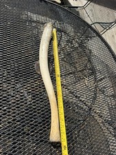 Walrus (baculum) penis-Authentic and rare- One only. picture