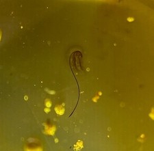 RARE Possible Sprouting Seed? in Burmese Amber and Large Hymenoptera picture